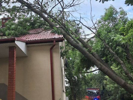 Powiało, połamało. Burza nad powiatem zamojskim przeszła w nocy z 23 na 24 czerwca