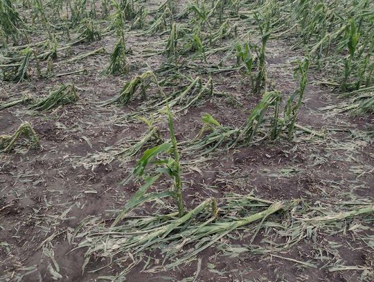 Na mapie zniszczonych przez grad upraw w Gminie Werbkowice znalazły się: Podhorce, Peresołowice, Dobromierzyce, Wilków z Kolonią i Hostynne z Kolonią, a także część Łotowa. Tam były największe zniszczenia, tamtędy poszła fala niszczycielskiego gradu.