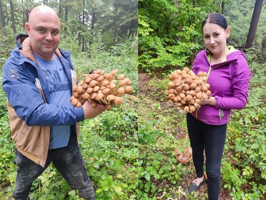 Powiat tomaszowski: Podobno nie ma grzybów w lesie, a tu proszę jakie piękne!