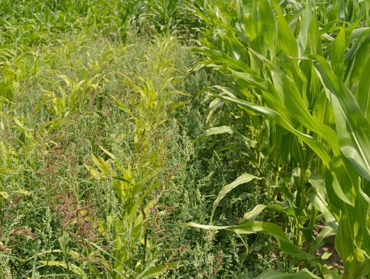 Późne odchwaszczanie zbóż ozimych