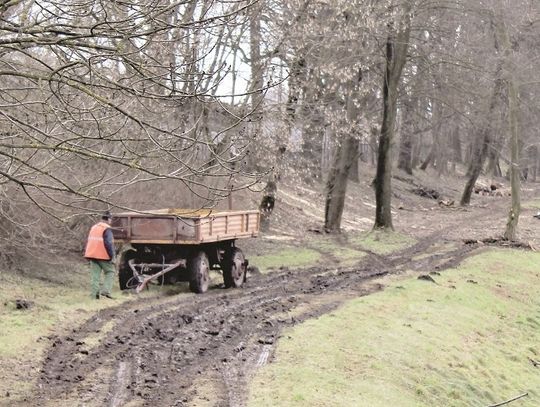 Problem w Cichobórzu. Wożą drzewo, rozjeżdżają nam drogę