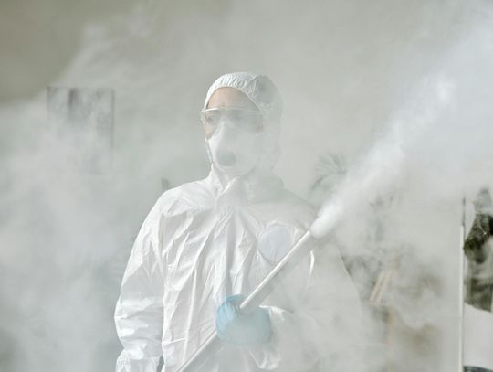 Profesjonalne Usługi DDD: Jak pozbyć się szkodników w domu i ogrodzie?