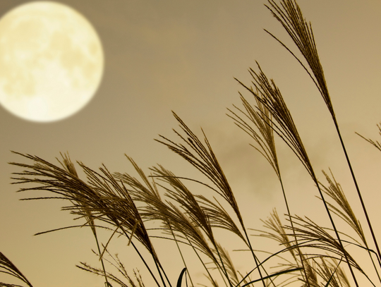 Sierpniowa pełnia jest nazywana Zbożowym Księżycem.
