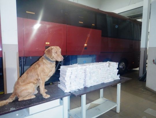 Funkcjonariusze lubelskiej Służby Celno-Skarbowej udaremnili przemyty ponad 1,9 tys. paczek nielegalnych papierosów. Przemyty zostały wykryte na drogowym przejściu granicznym w Terespolu. Do ich wykrycia wykorzystany został pies służbowy Mezo.