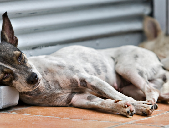 Polska ma coraz więcej bezdomnych zwierząt.