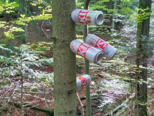 Pełno opróżnionych puszek po piwie. Tyle pozostawiły po sobie osoby, które wybrały się do lasu. Taka pamiątka po „grzybiarzach” w środku lasu.