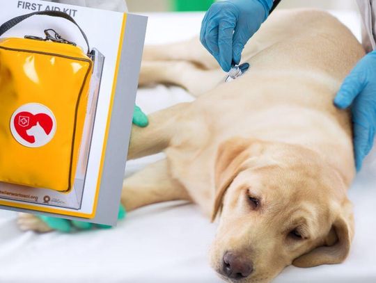 Apteczka dla psa to w Polsce nowość. Można kupić skompletowaną lub stworzyć samemu.