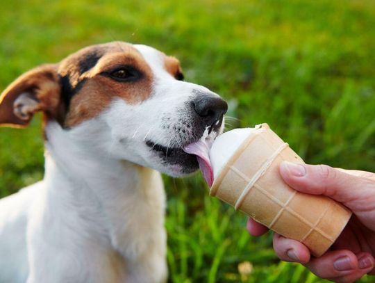 W jednej z lodziarni najlepiej sprzedają się te o smaku kiełbasy.