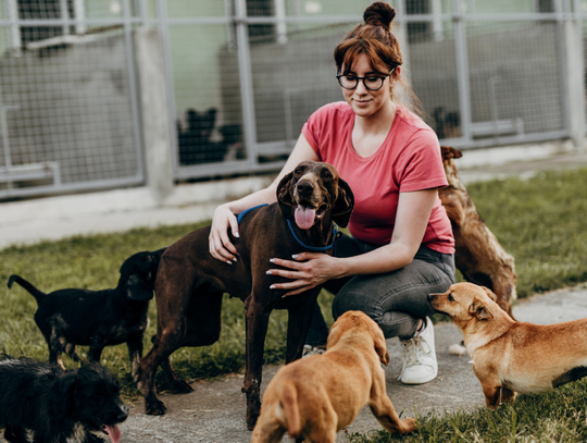 Psinder to darmowa aplikacja mobilna dla miłośników zwierząt.