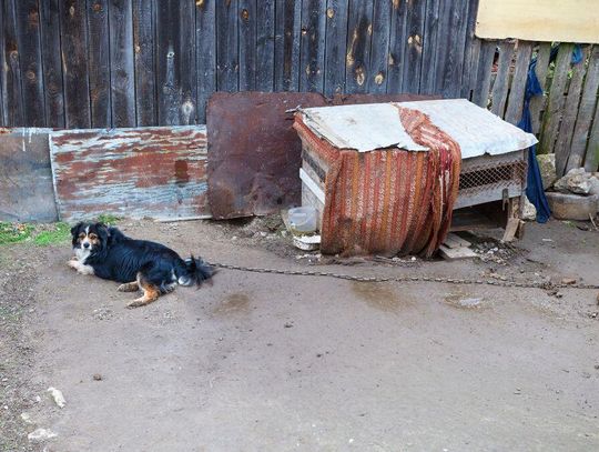 To koniec z trzymaniem psów na łańcuchach.