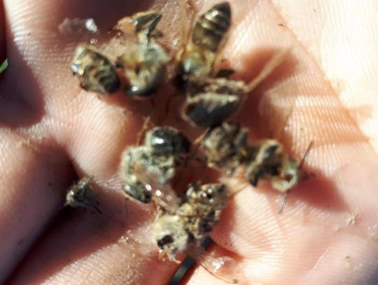 Pszczoły wytrute, miodu nie będzie