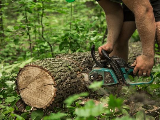Zanim ujmiemy w dłoń siekierę lub spalinową pilarkę, warto zapoznać się z aktualnymi przepisami.
