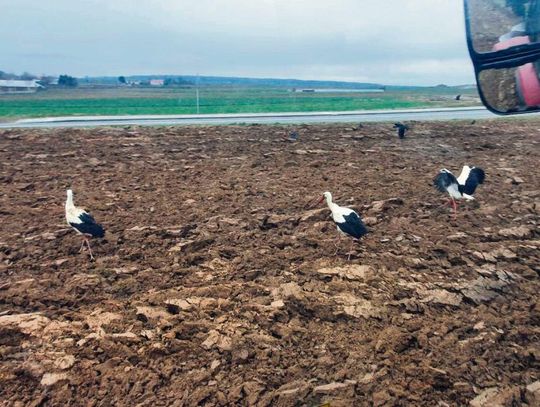 Rolniku, nie zalegaj! KRUS przypomina dlaczego ubezpieczenie jest ważne