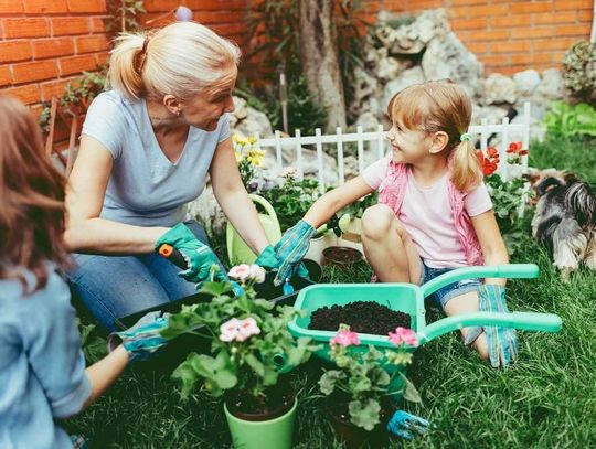 Rośliny trujące. Czego nie sadzić w ogródku i na balkonie? Rośliny trujące. Czego nie sadzić w ogródku i na balkonie?