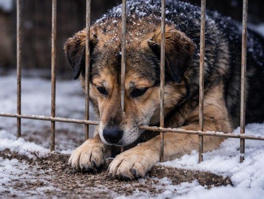 Są już wstępne wyniki pilnych kontroli w schroniskach dla zwierząt Ponad 200 kontroli w schroniskach dla zwierząt w całej Polsce ujawniło poważne uchybienia. MSWiA zapowiada natychmiastowe interwencje.