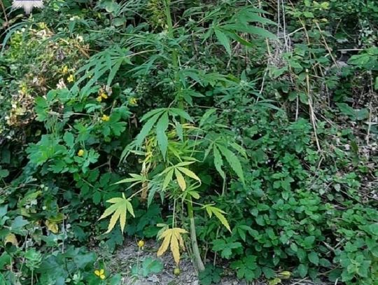 Ścieżką prosto do plantacji marihuany