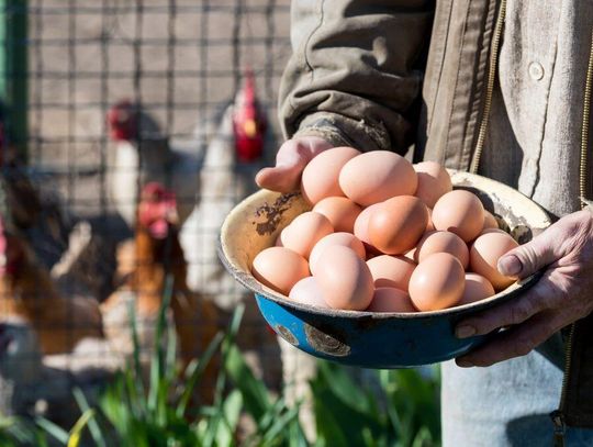 W Polsce brakuje jaj. Dlatego sklepy kupują je w Rumunii czy Holandii.