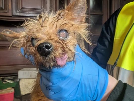 Małe psy mieszkały w fatalnych warunkach. Były trzymane do rozmnażania, żeby z zyskiem sprzedać zwierzęta chętnym.