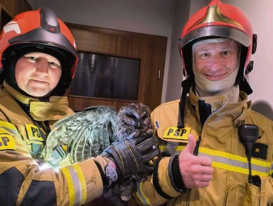 Gdyby nie pomoc biłgorajskich strażaków, uwięziona w kominie sowa prawdopodobnie by nie przeżyła.