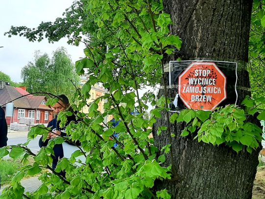 STOP wycince zamojskich drzew! Pikieta przy ul. Piłsudskiego (ZDJECIA, FILM)