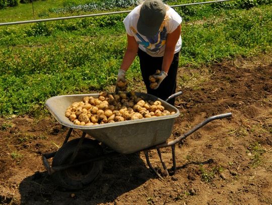 30 maja obchodzony jest Międzynarodowy Dzień Ziemniaka.