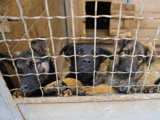 Z najnowszego raportu Fundacji Pomagam.pl wynika, że w Polsce jest około 950 tys. bezdomnych zwierząt.