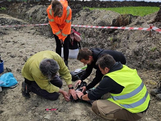 S17 Zamość Południe - Tomaszów Lubelski, podjęcie szczątków mamuta przez archeologów.