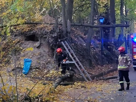 Na fragmenty kości natknięto się w wąwozie prowadzącym do cmentarza w Szczebrzeszynie.