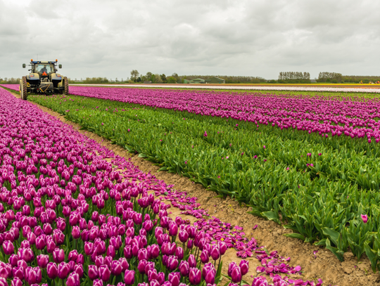 Szukasz legalnej pracy w Holandii? Oferty już na Ciebie czekają!