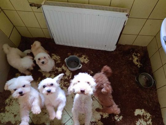 Brud, smród i pudełka sklecone z płyt pilśniowych ustawione między ciasnymi klatkami. Tak wygląda „hodowla” psów rasowych, do której weszli obrońcy zwierząt z policją.