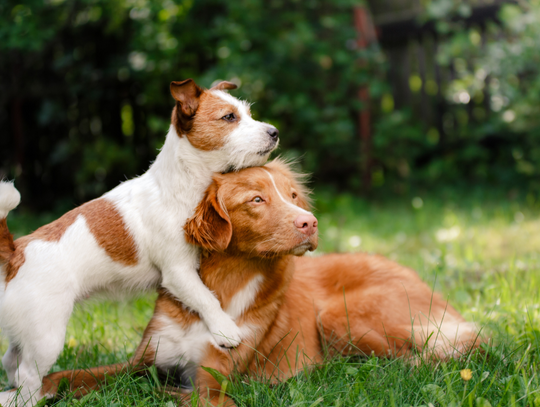Takie miejsca od lat działają za granicą. W Polsce jednak dotychczas ich nie było. To sala pożegnań dla zwierząt. Zapewnia emocjonalne wsparcie ich właścicielom.