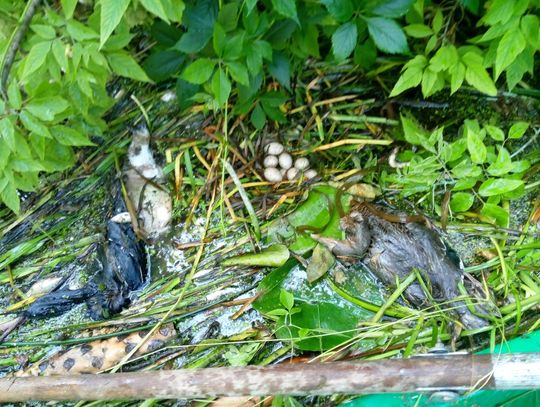 Od osób pracujących przy wyławianiu martwych ryb z Huczwy dowiedzieliśmy się, że w wyniku zanieczyszczenia wód rzeki padły także gniazdujące przy nabrzeżach ptaki.