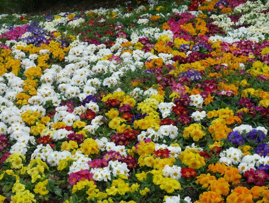 Telatyn: Wybierz coś do swojego ogródka. Wiosenny kiermasz kwiatów już wkrótce