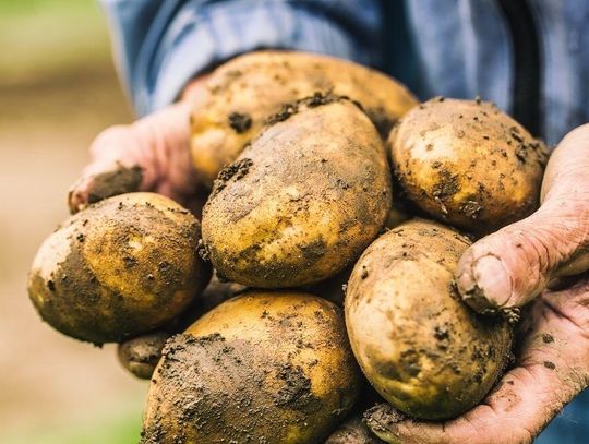 Polskę zalewają zagraniczne ziemniaki.