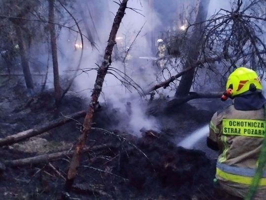 Walka z żywiołem była wyjątkowo trudna. Ogień błyskawicznie rozprzestrzeniał się po suchym poszyciu leśnym, wdzierając się w głąb torfowisk.