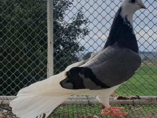 Tomaszowski klub zaprasza na wystawę gołębi wysokolotnych. Szykuje sporo atrakcji dla rodzin