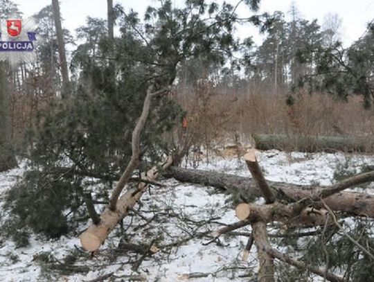 Tragedia przy wycince drzew. Nie żyje 64-letni mężczyzna