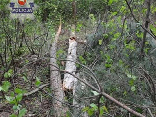 Tragedia w Ciosmach pod Biłgorajem. Drzewo śmiertelnie przygniotło 58-latka