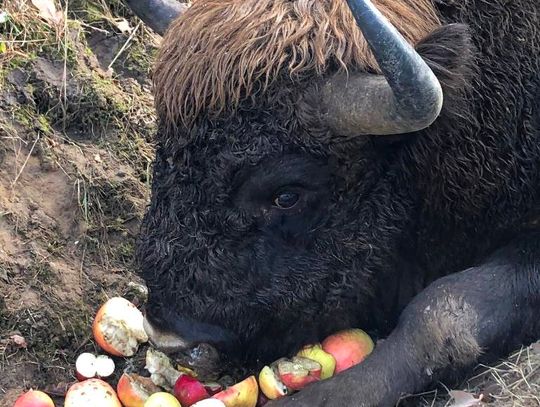 W miniony weekend w okolicach Kaliłowa (gmina Biała Podlaska) został znaleziony ranny żubr.