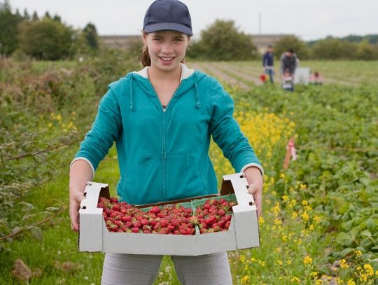 Plantatorzy nie mają wątpliwości, że w tym sezonie truskawki będą dużo droższe niż przed rokiem, bo owoców jest mniej. Zaszkodziły im mrozy, przymrozki i deszcze.