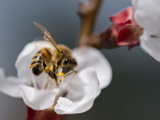 Trzeszczany: Pomóż pszczołom, zasadź lipę. GOK rozdaje sadzonki