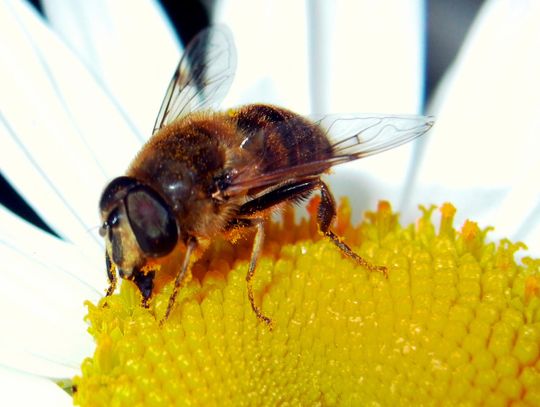 Trzeszczany: Ratuj pszczoły, posadź lipę. GOK rozdaje sadzonki drzew