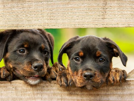 Turobin: Akcja szczepienia psów już w sobotę