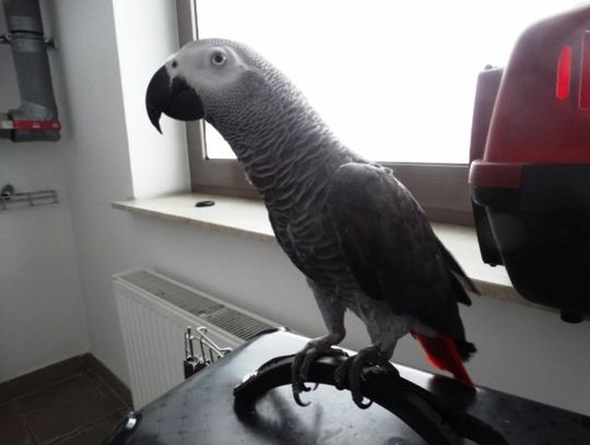 Ukrainka chciała przemycić egzotyczną papugę. Z granicy trafiła do zoo w Zamościu