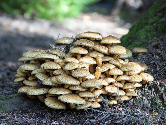 Nie idź do lasu sam, weź ze sobą naładowany telefon.