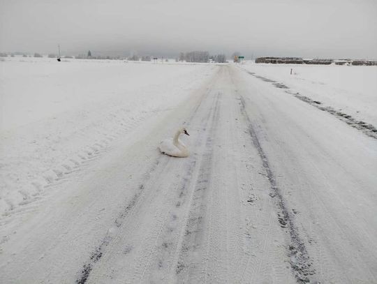 Łabędź był wycieńczony i przemarznięty. Nie był w stanie samodzielnie wzbić się w powietrze ani zejść z drogi. Był zagrożeniem dla nadjeżdżających pojazdów.