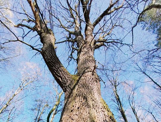 Dąb szypułkowy w rezerwacie „Grabowy Las”.