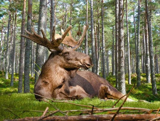 Dorosły łoś w lesie. Zwierzę może ważyć do 600 kilogramów.