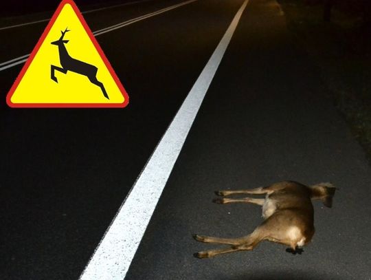 Uważajcie na dzikie zwierzęta na drogach!