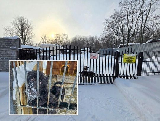 W Chełmie niespełna 350 tys. zł, w Zamościu ponad 900. Tak samorządy finansują schroniska.